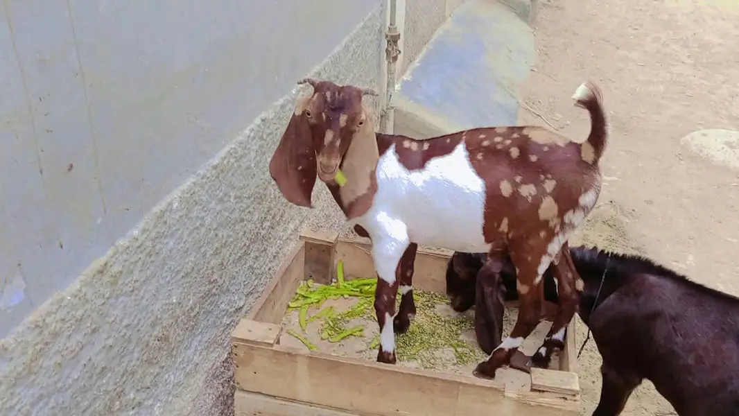 Tapra bakra — photo 4