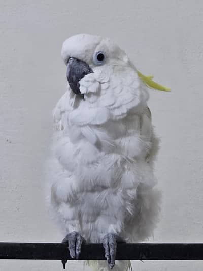 Cockatoo Greater Sulphur Parrot For Sale