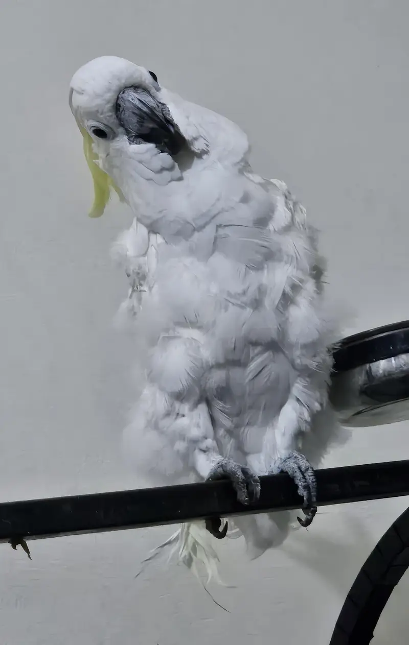 Cockatoo Greater Sulphur Parrot For Sale — photo 2