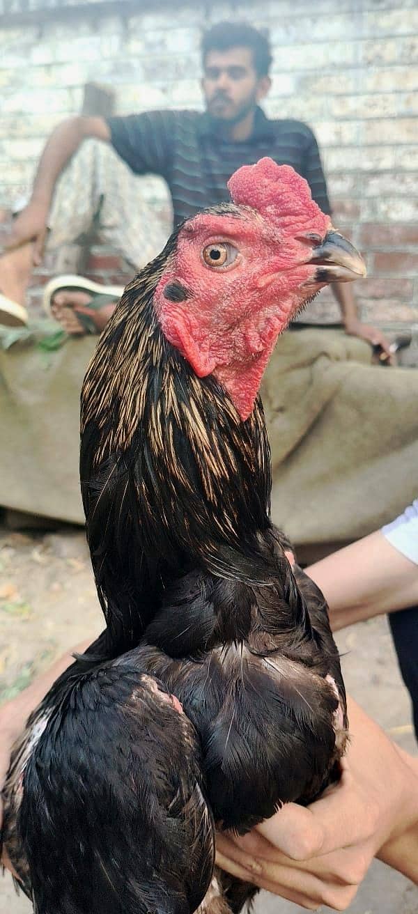 pakode 0