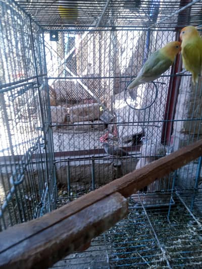 lovebird pair