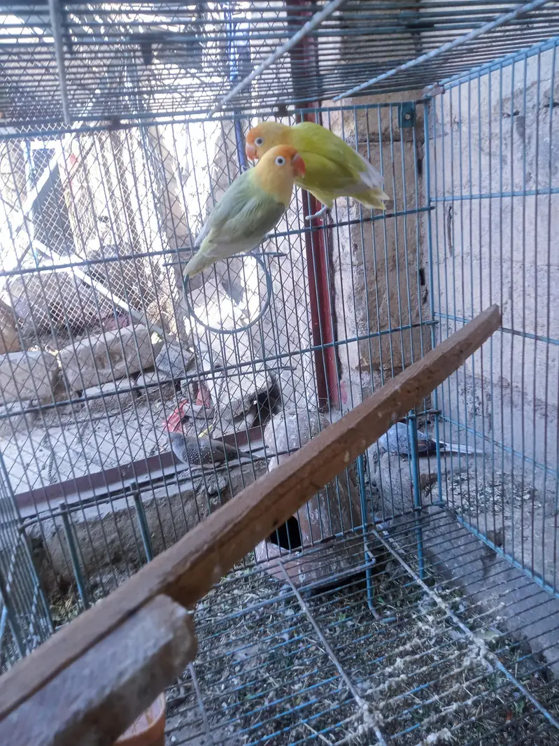 lovebird pair — photo 2