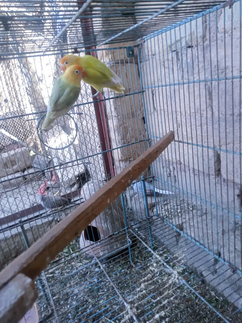 lovebird pair — photo 3