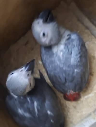 2 month african gray cks