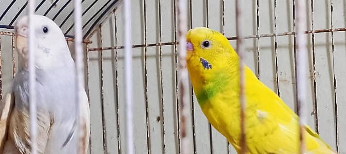 Budhie