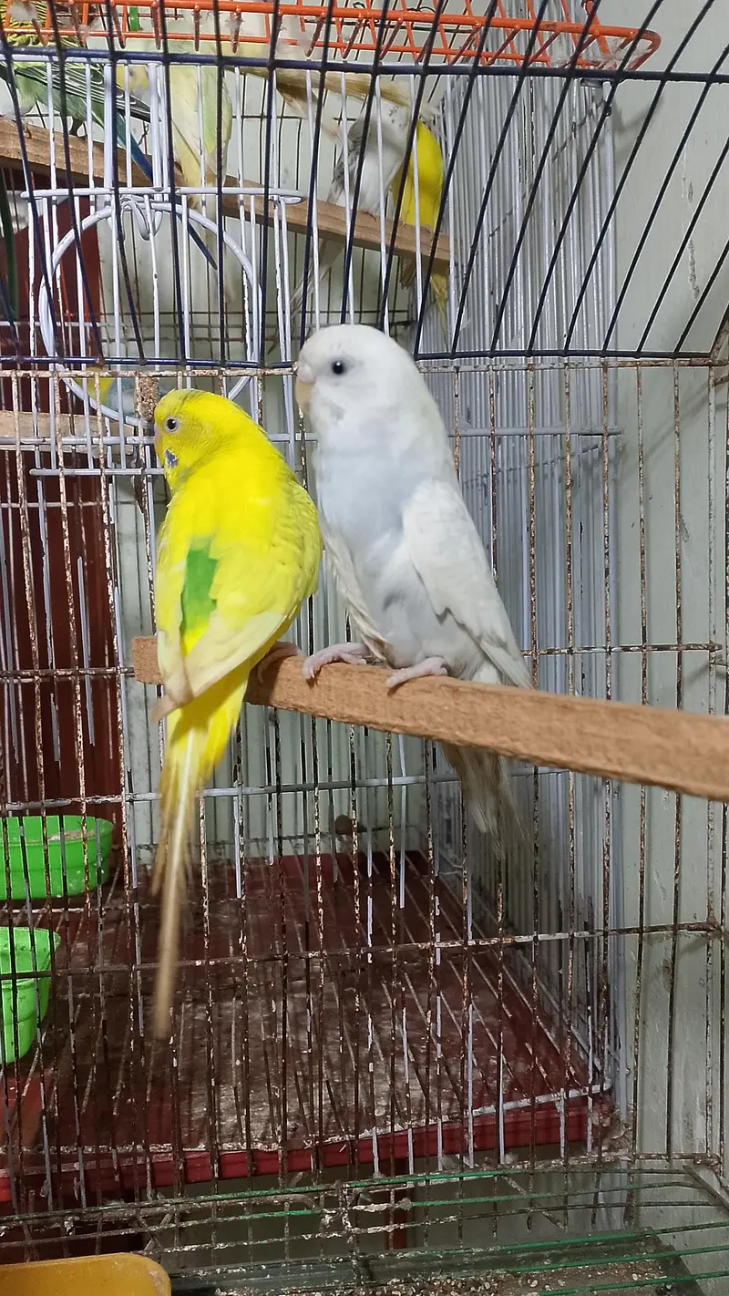 Budhie — photo 3