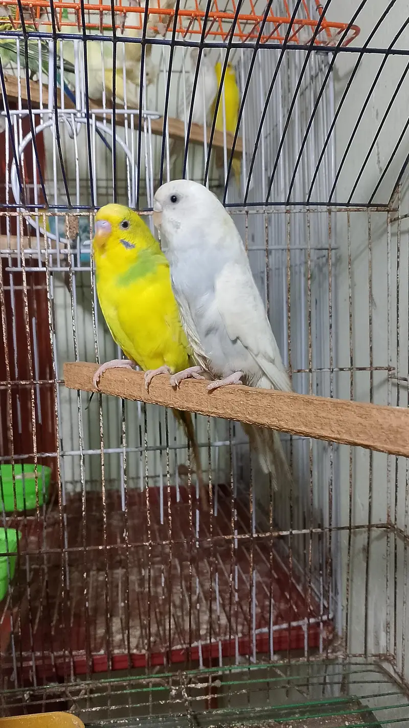 Budhie — photo 4