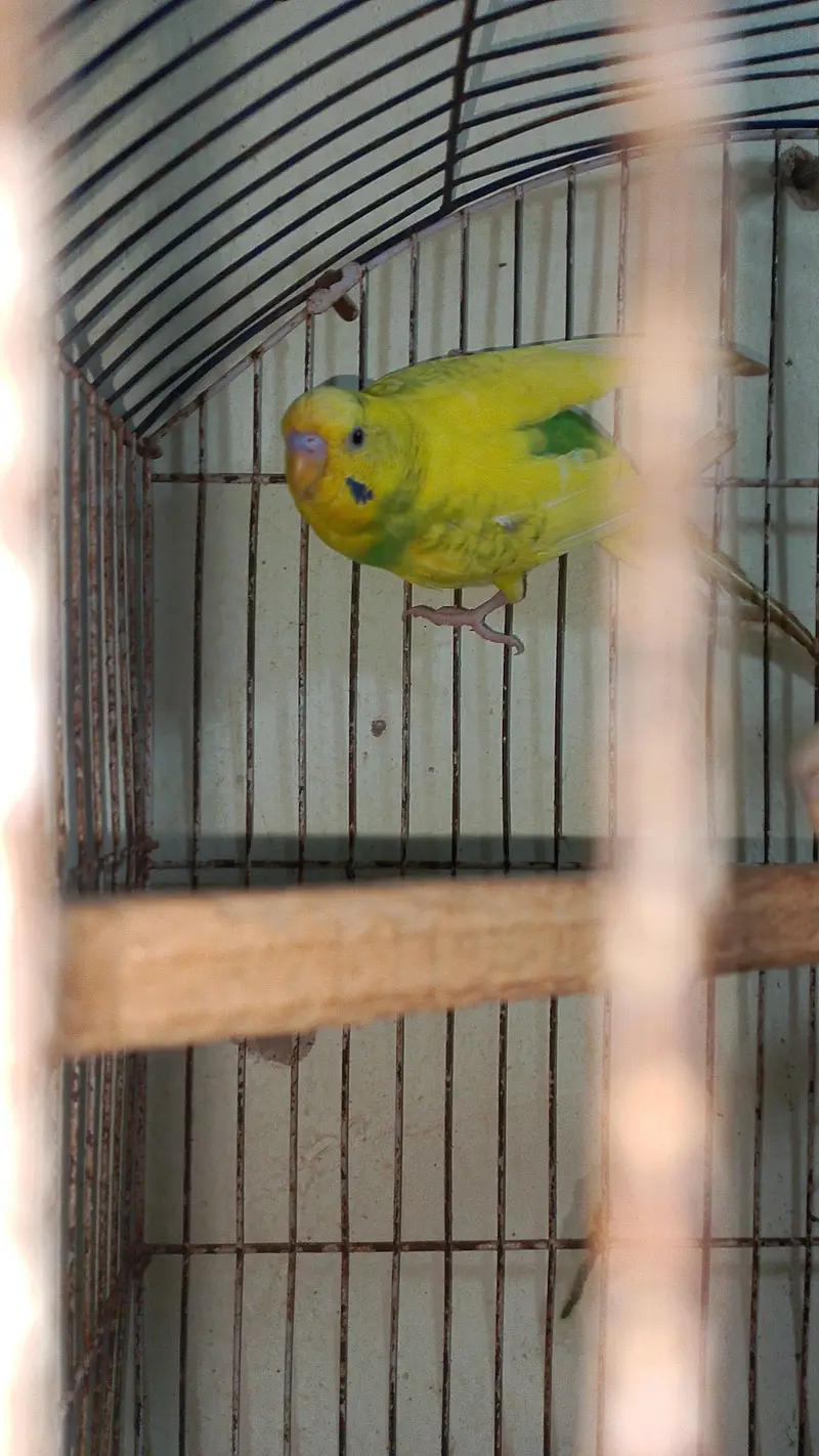 Budhie — photo 6