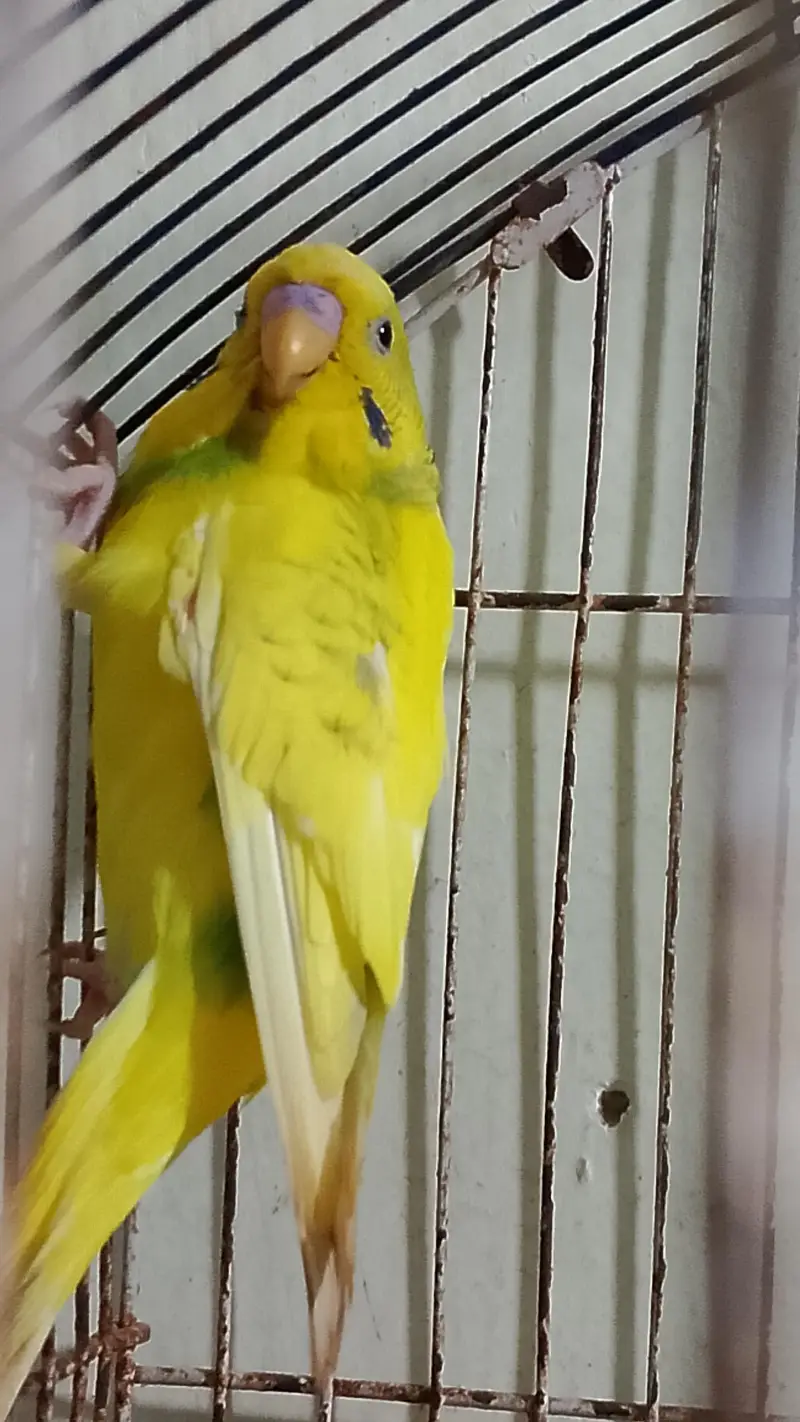 Budhie — photo 8