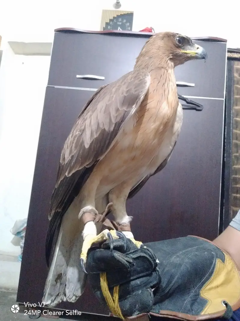 Hand Tame Bird