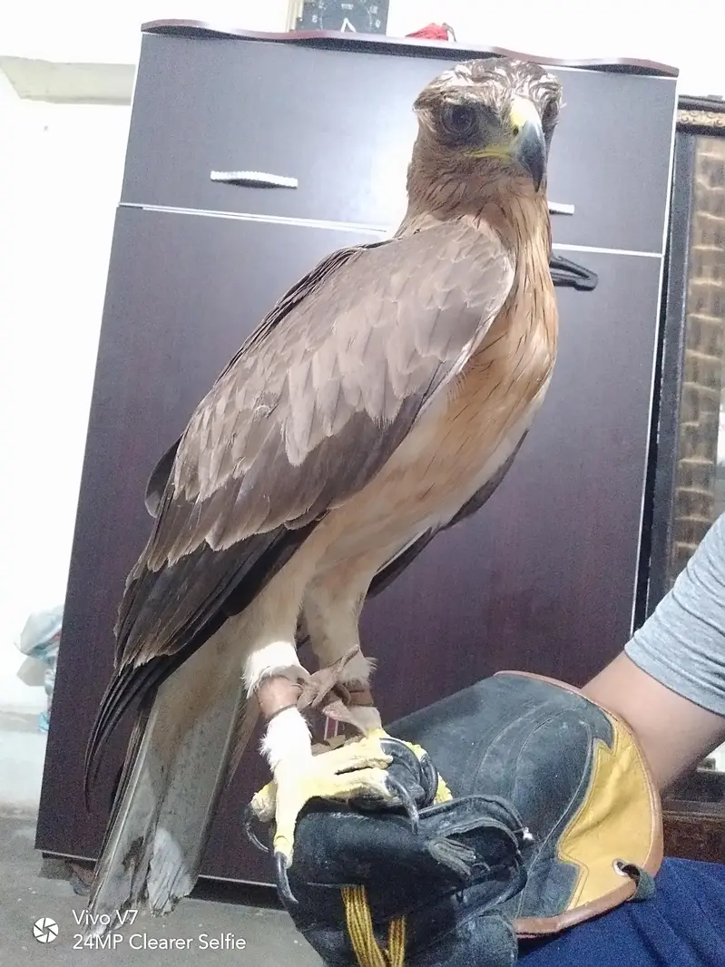 Hand Tame Bird — photo 2