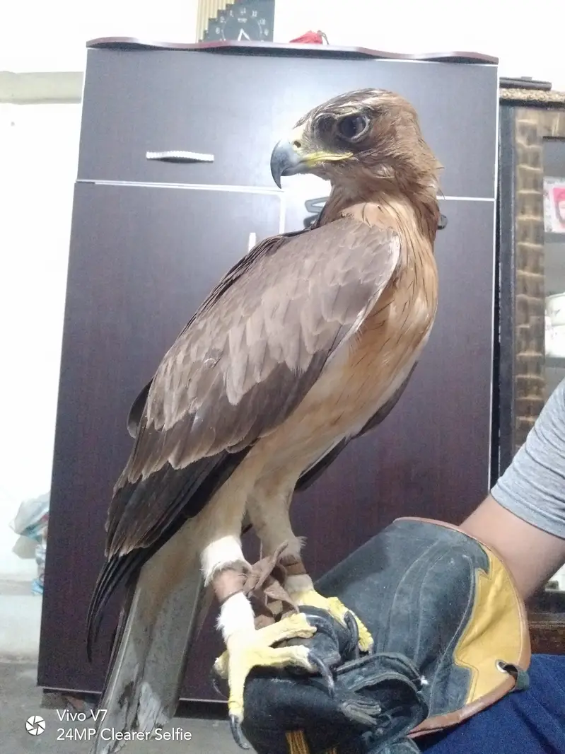 Hand Tame Bird — photo 3