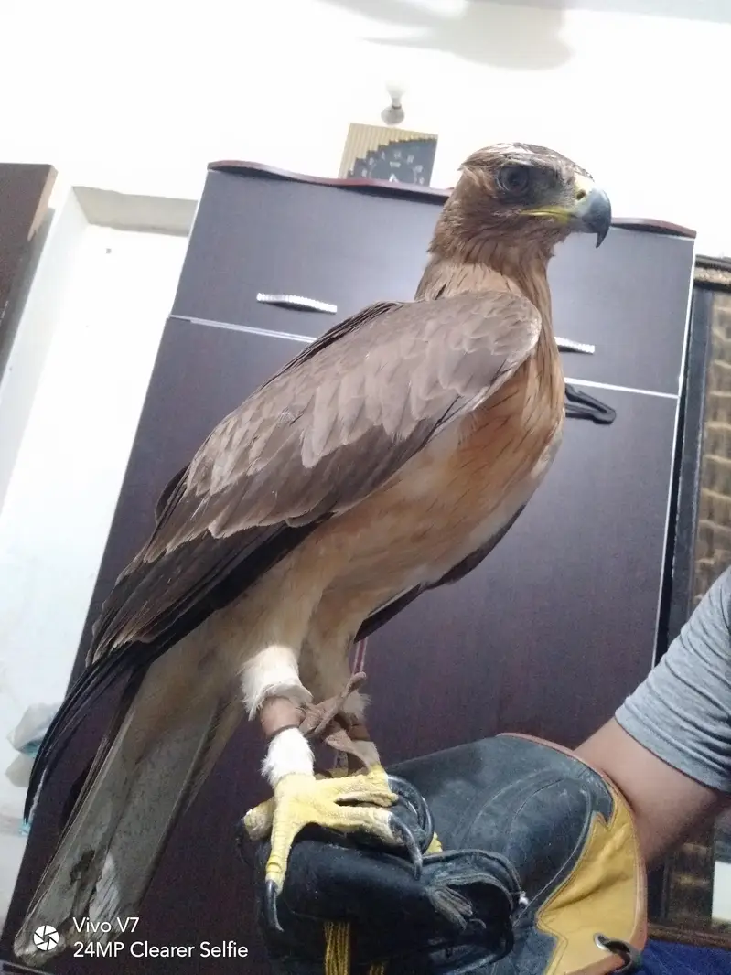 Hand Tame Bird — photo 4
