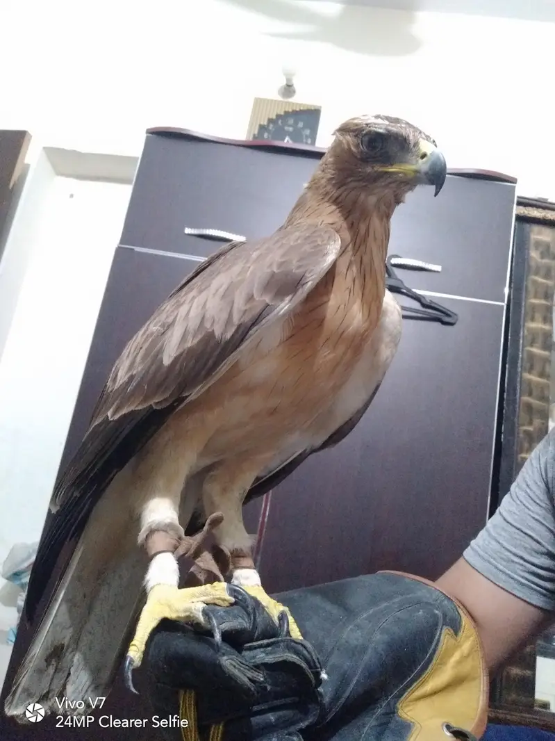 Hand Tame Bird — photo 5