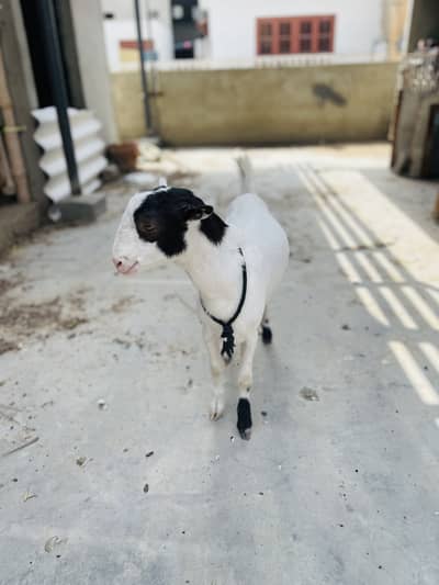 Teddy bakra ablak gulabi breeder 0 size
