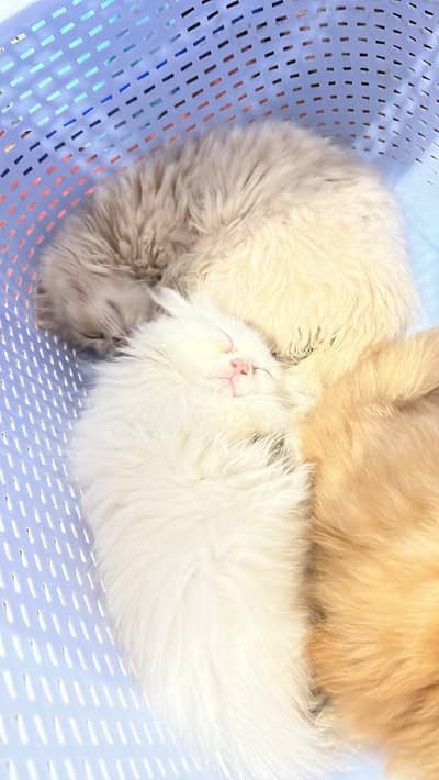 Persian Triple coat Ginger / white / creamy