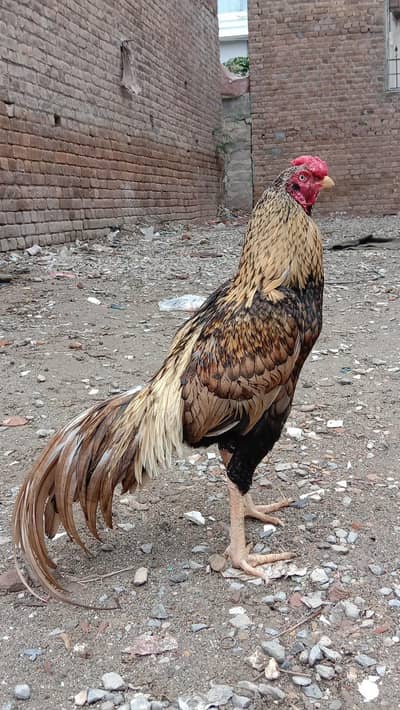 Shjara Aseel Bird