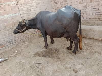 buffalo for sale