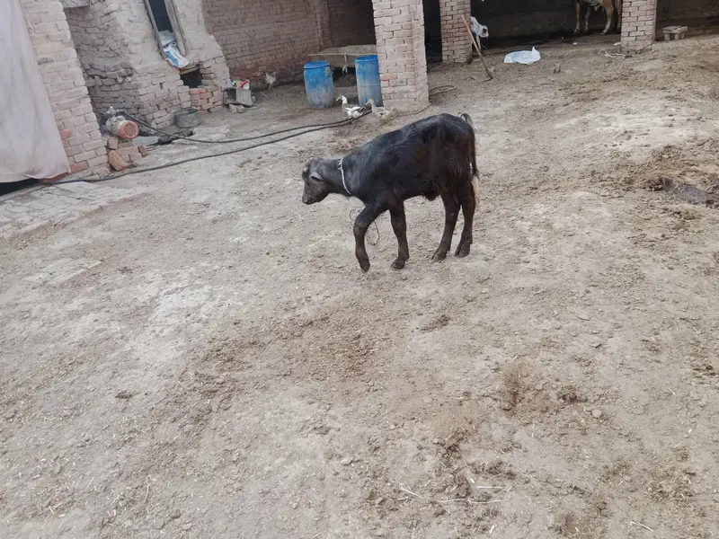 buffalo for sale — photo 3