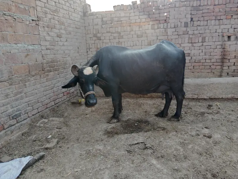 buffalo for sale — photo 4