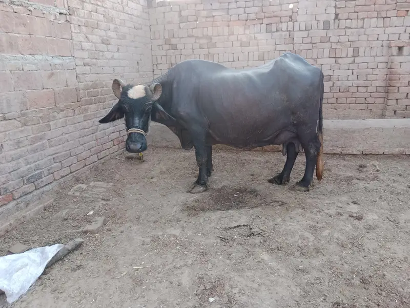 buffalo for sale — photo 5