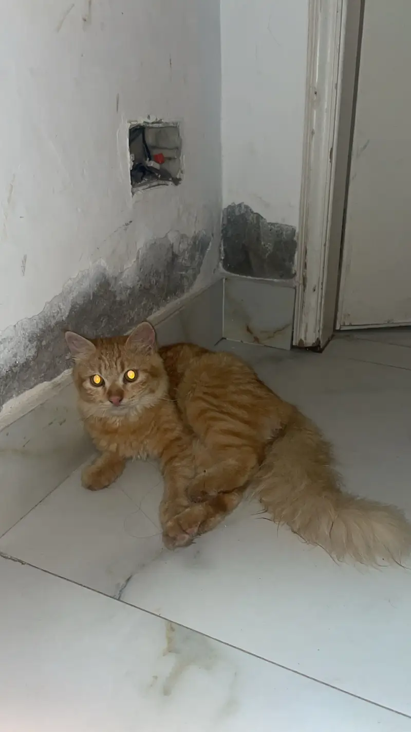 Persian cats — photo 2