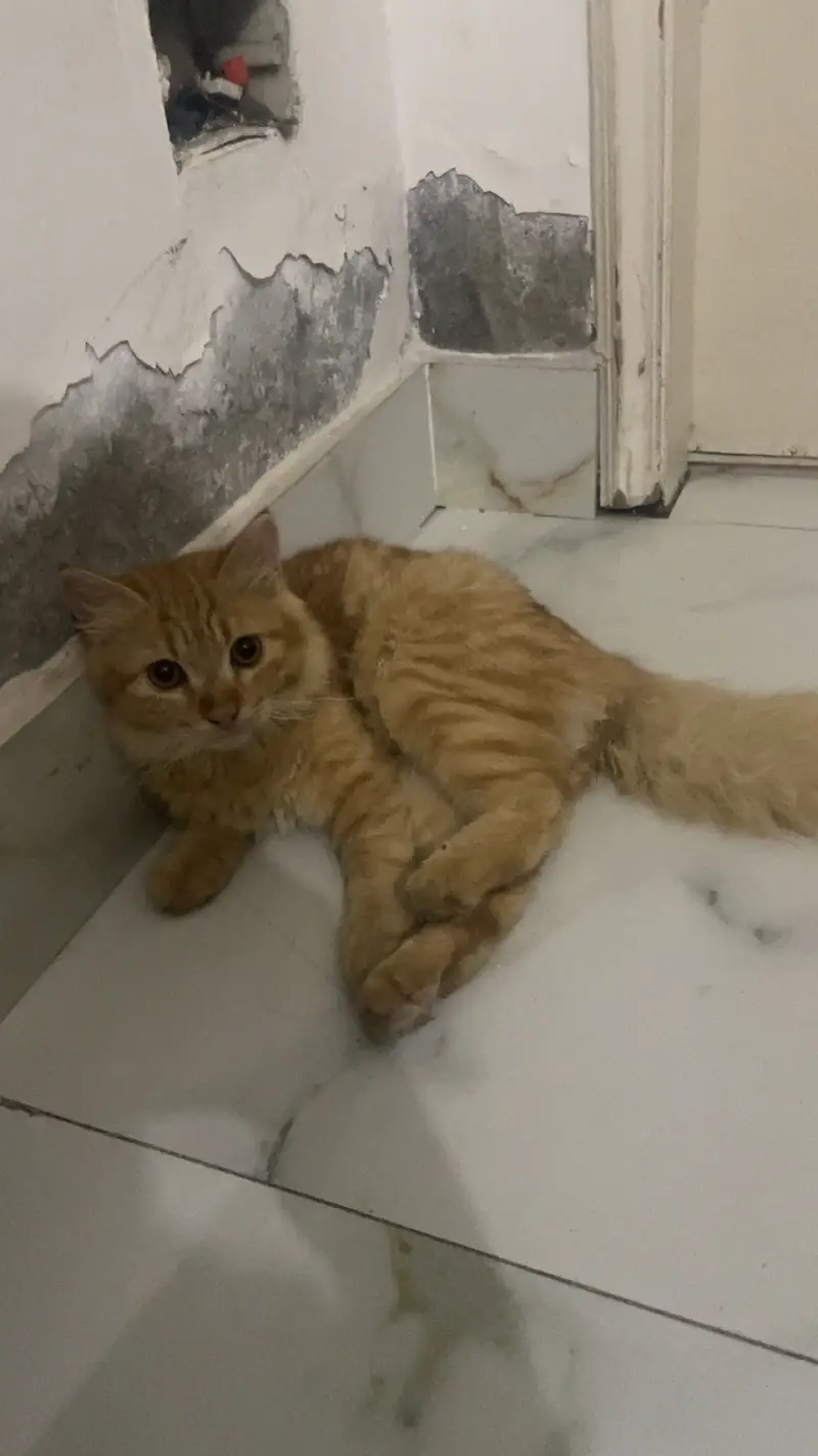 Persian cats — photo 3