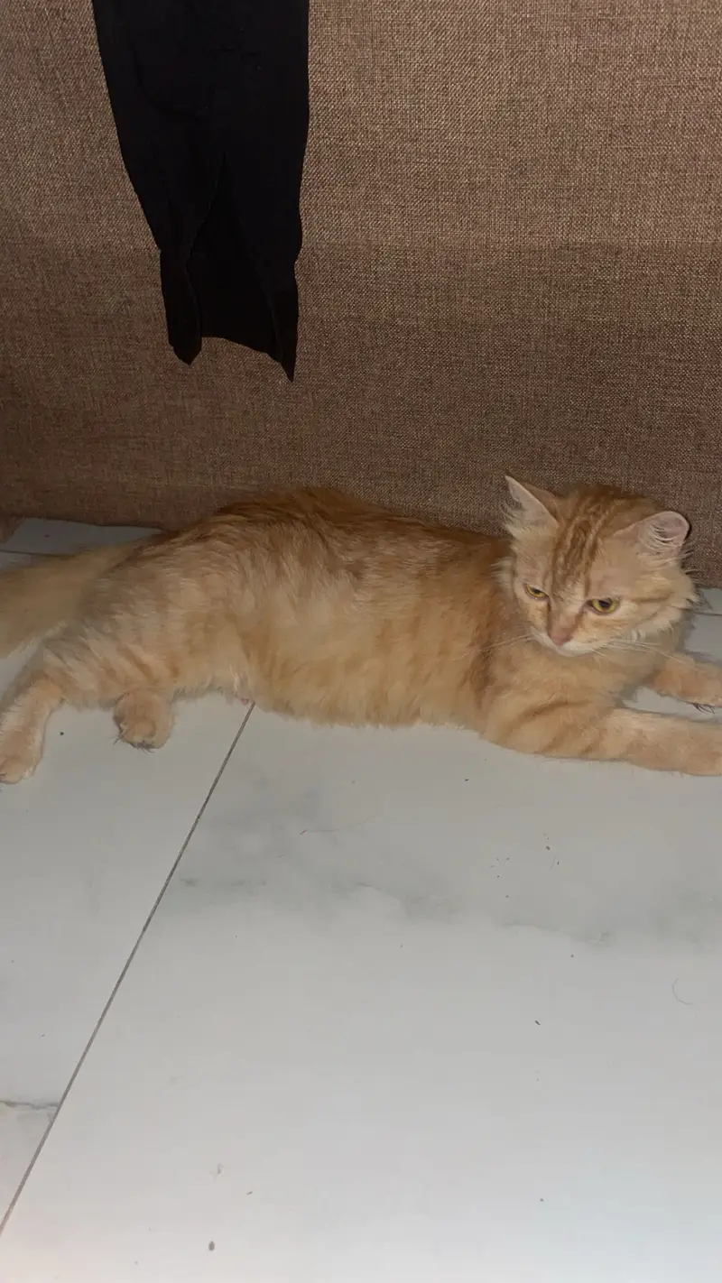 Persian cats — photo 4