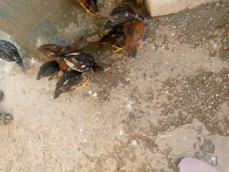 aseel achi nasal ky pathy or patiya 03165831647 Whatapp — photo 2