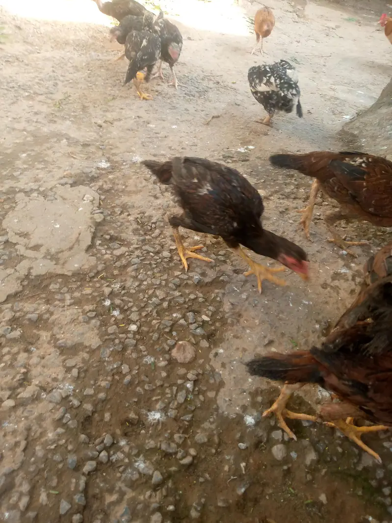 aseel achi nasal ky pathy or patiya 03165831647 Whatapp — photo 3