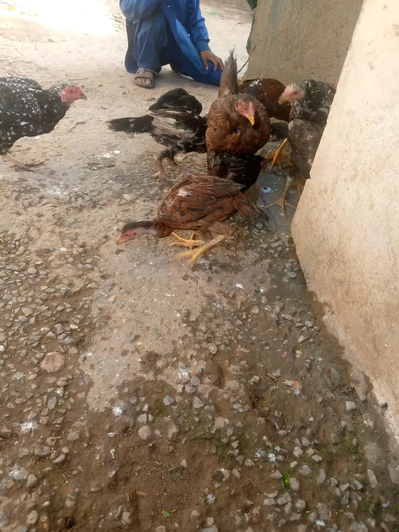 aseel achi nasal ky pathy or patiya 03165831647 Whatapp — photo 4