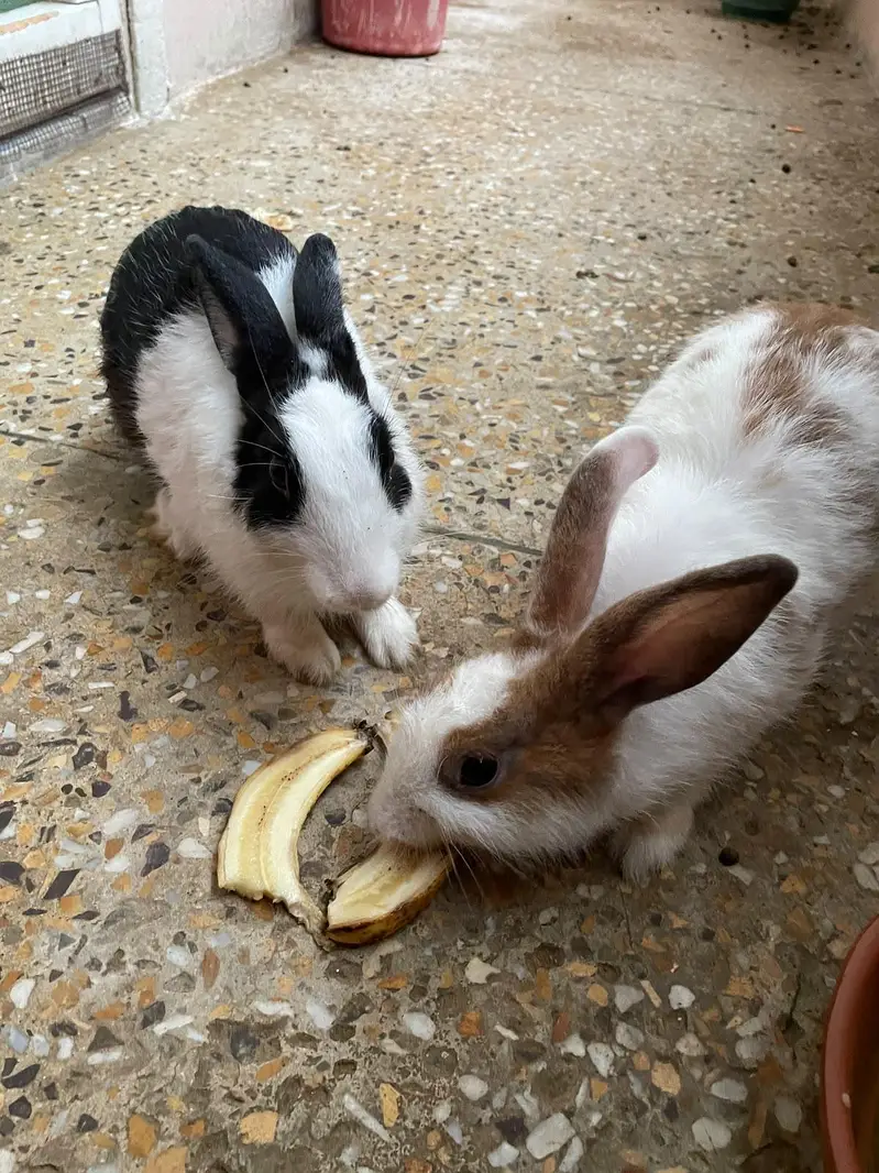 Rabbits for Sale – Male & Female Available