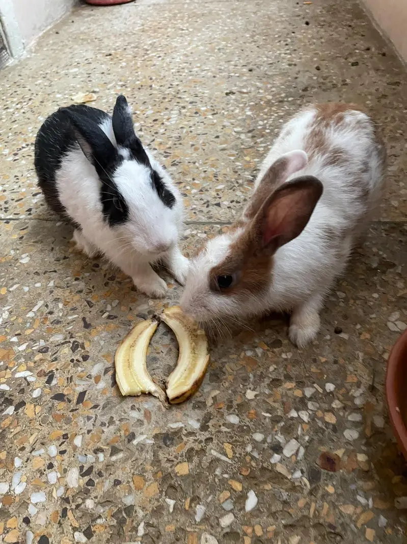 Rabbits for Sale – Male & Female Available — photo 2