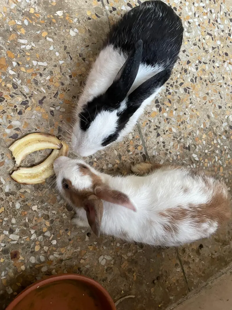 Rabbits for Sale – Male & Female Available — photo 3