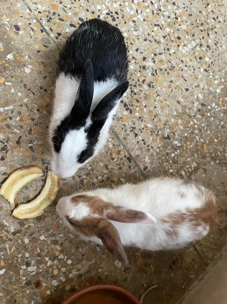 Rabbits for Sale – Male & Female Available — photo 4