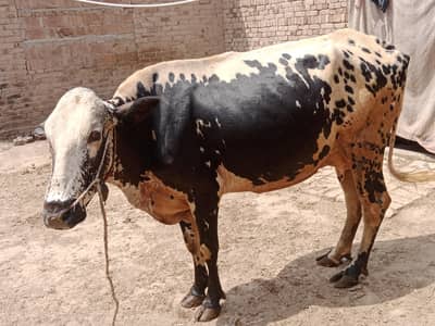 cow for sale