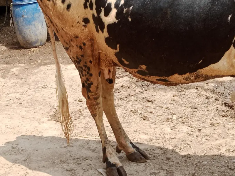 cow for sale — photo 2