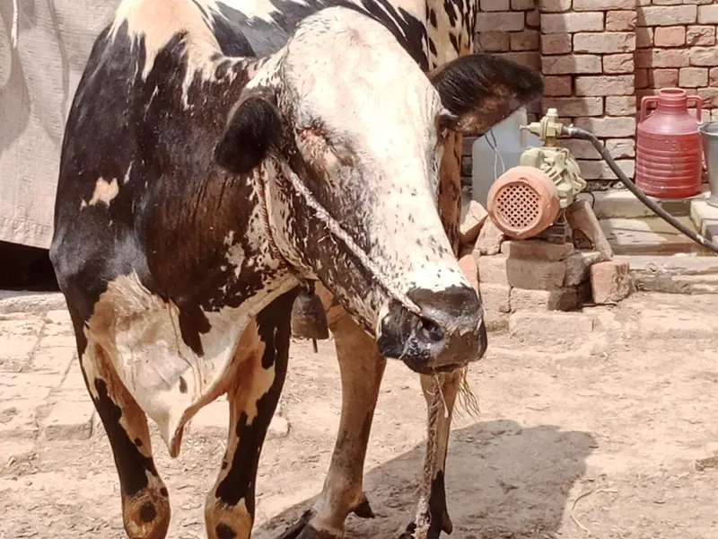 cow for sale — photo 3