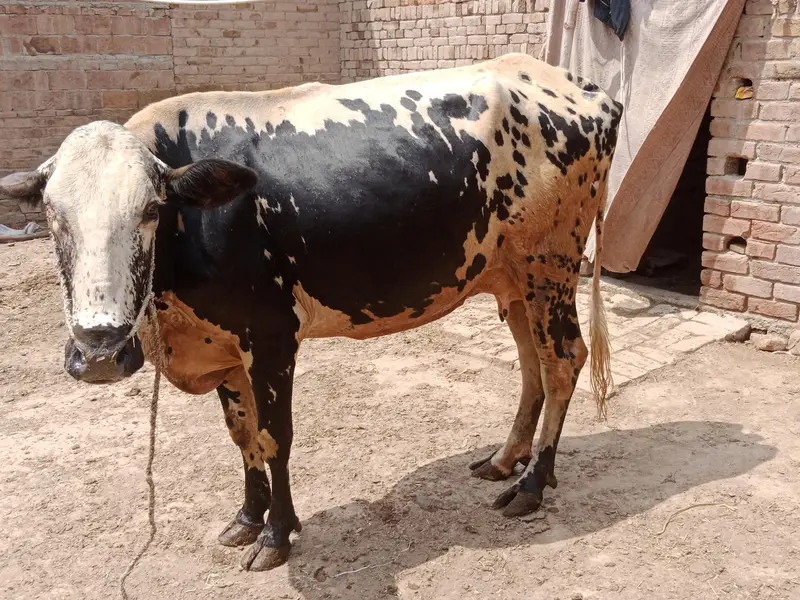 cow for sale — photo 4