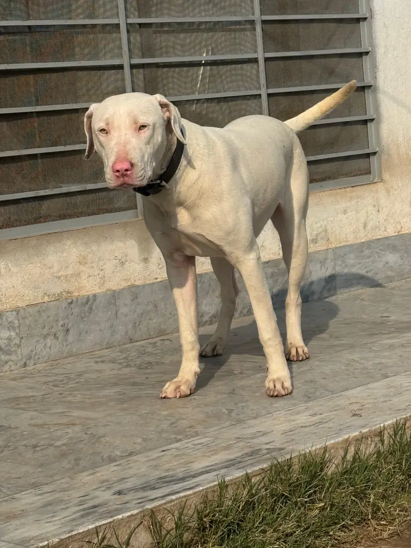 gultair female — photo 3
