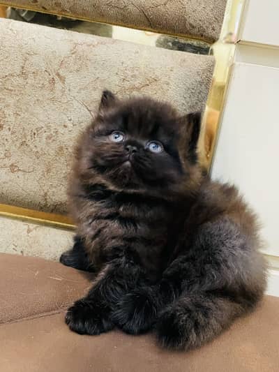 Male kitten