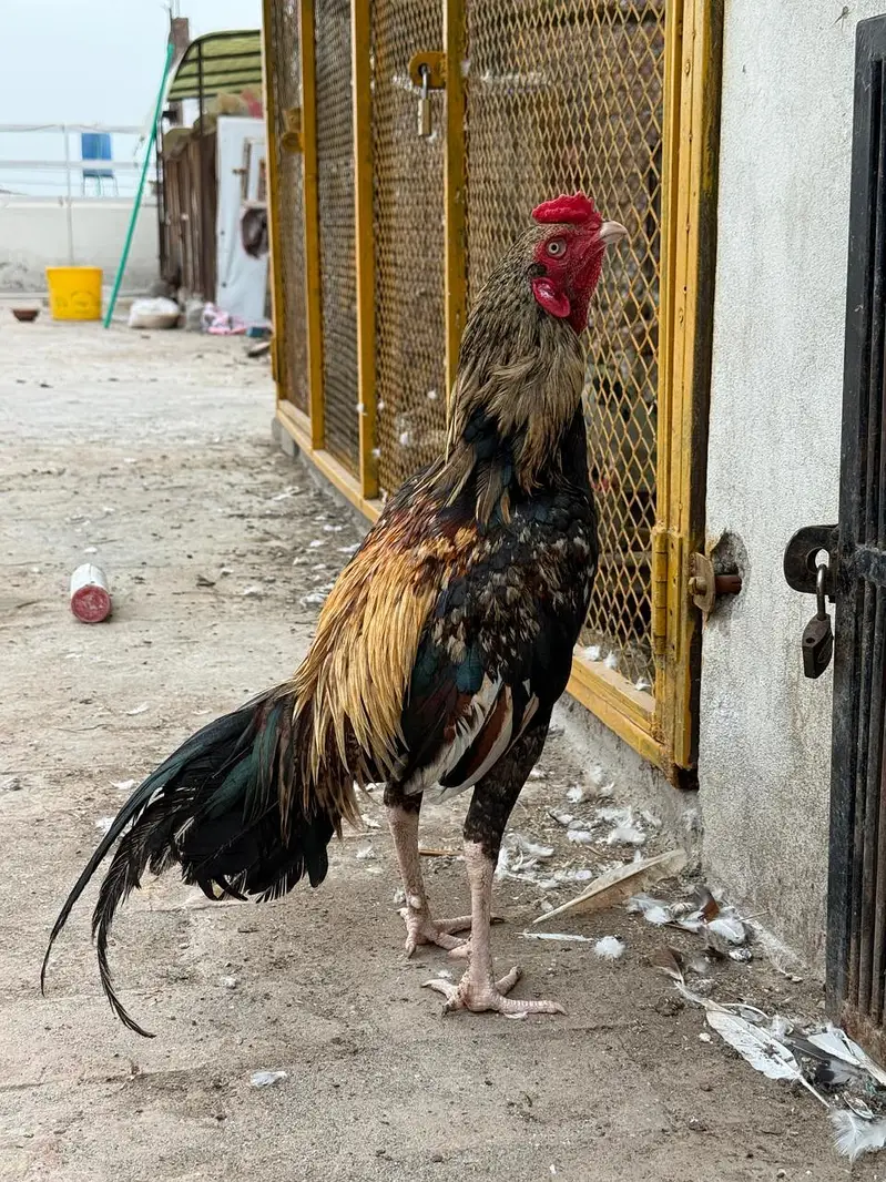 jawa murga for sale acive andhealhty — photo 2
