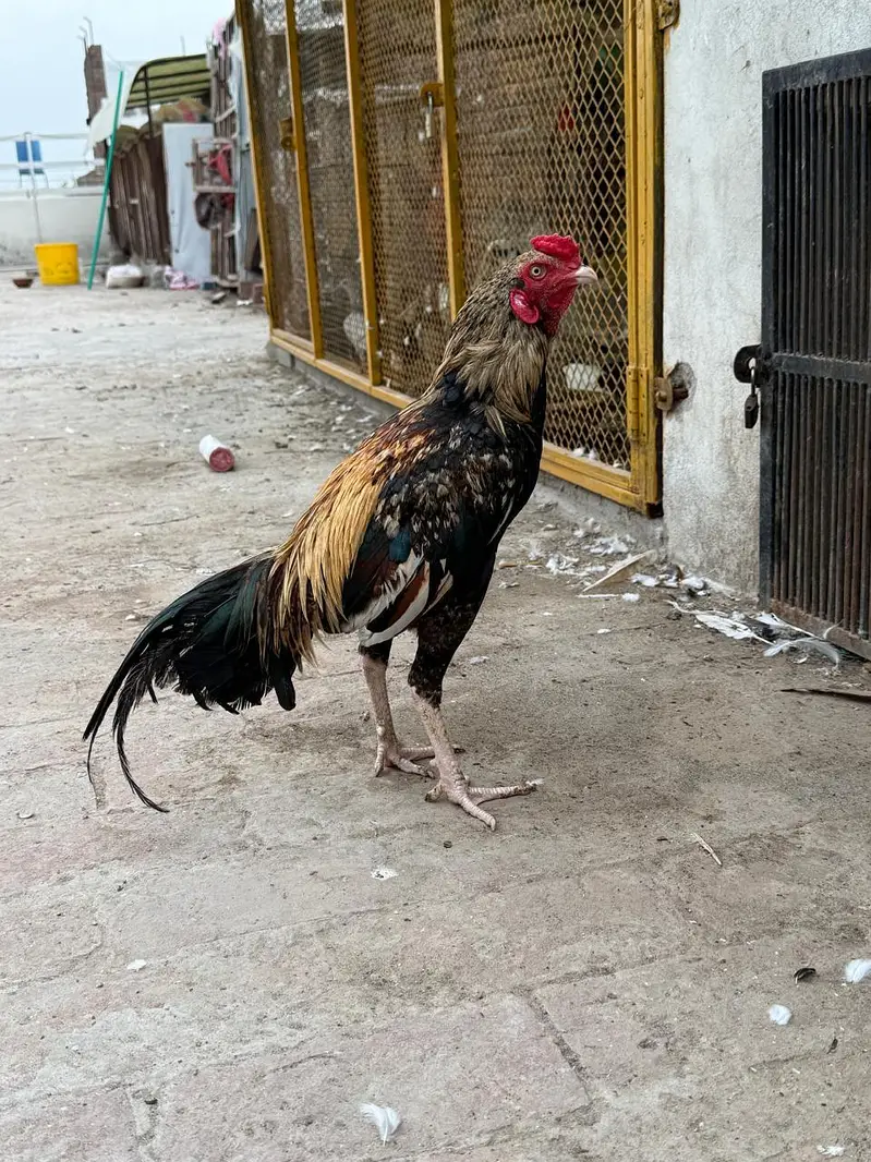 jawa murga for sale acive andhealhty — photo 3