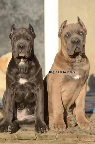 Premium Cane Corso Puppies Available For Sale
