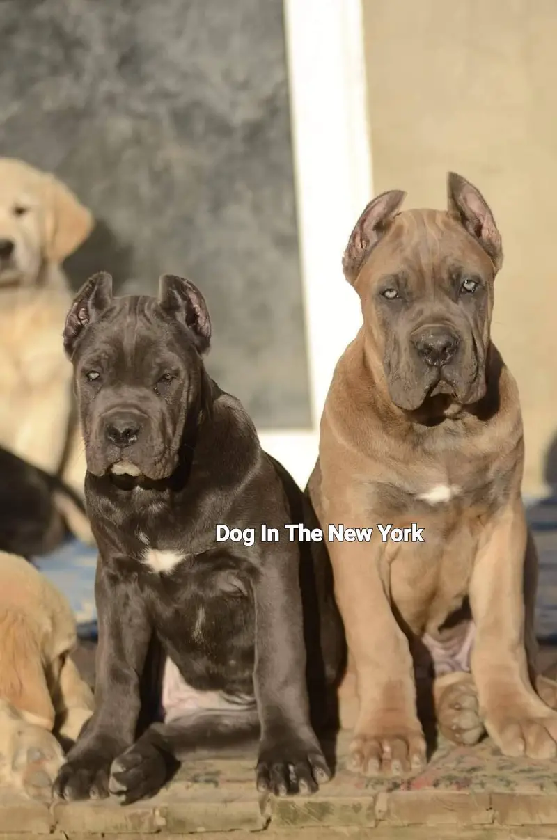 Premium Cane Corso Puppies Available For Sale — photo 2