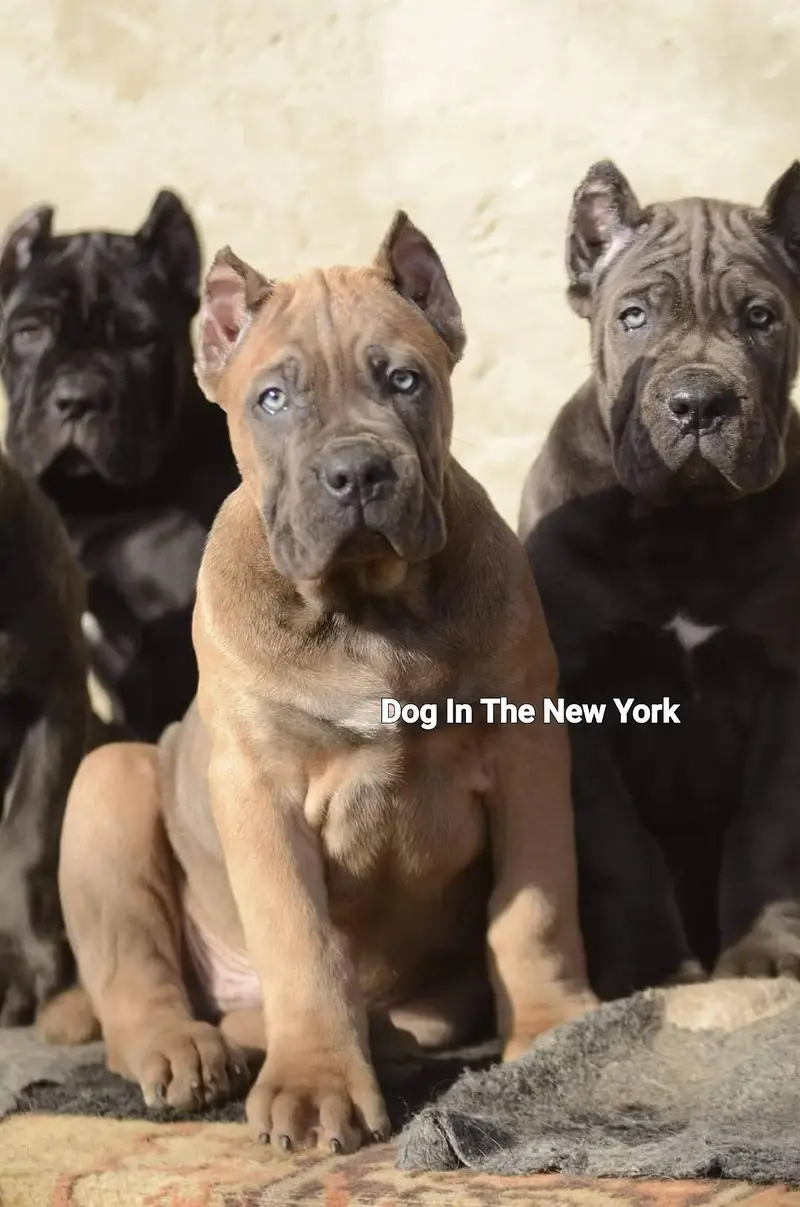 Premium Cane Corso Puppies Available For Sale — photo 3