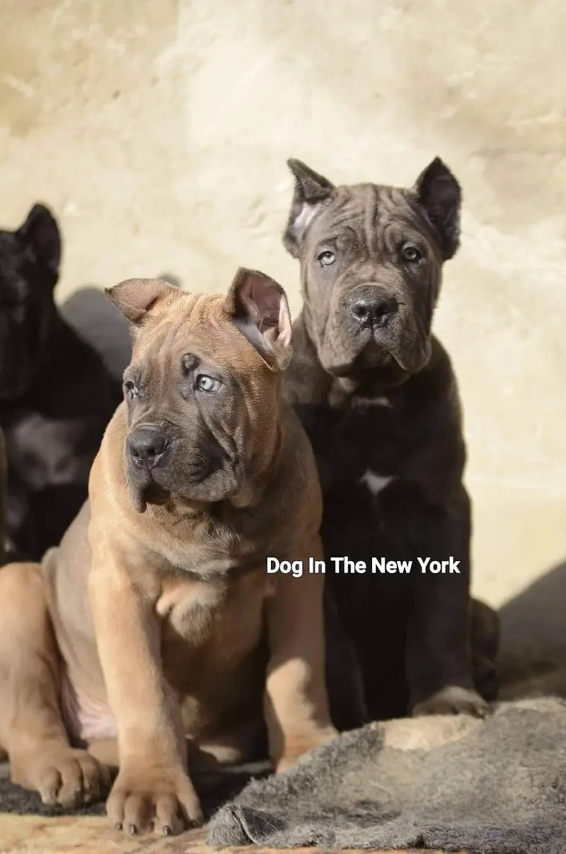 Premium Cane Corso Puppies Available For Sale — photo 4