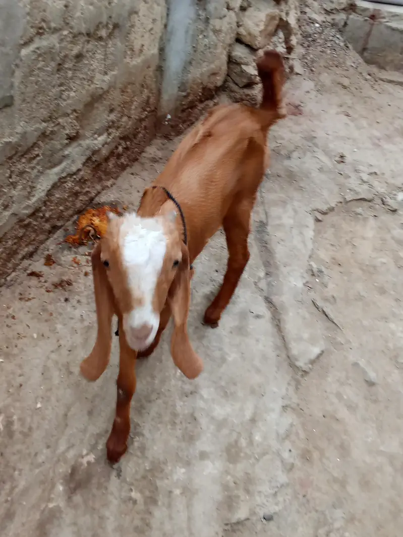 Bakrii — photo 2