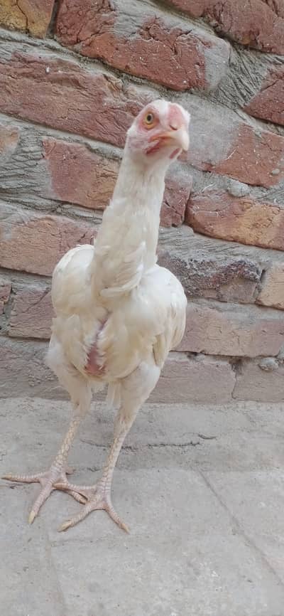 Pure White Heera Aseel Hen - Top Quality Breeder Female