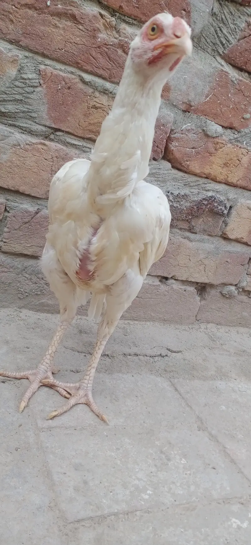 Pure White Heera Aseel Hen - Top Quality Breeder Female — photo 2